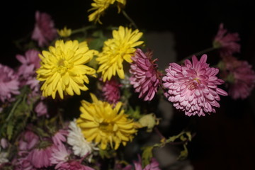 Obraz premium Цветы 