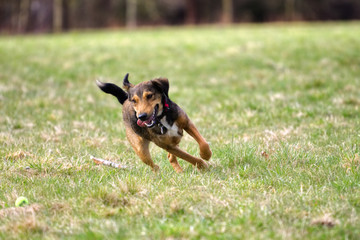 Naklejka na ściany i meble Ball Playing Dog