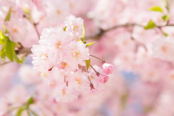 Obraz na płótnie Canvas 満開の桜