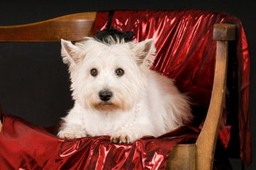 West Highland White Terrier liegt auf einem Stuhl