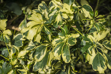 Obraz premium Liście