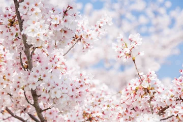 Photo sur Plexiglas Fleur de cerisier 満開の桜