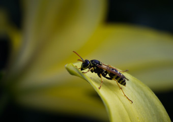 curious bee