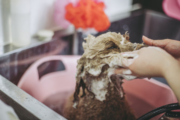 ペットトリマー 犬のトリミング