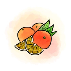Colored drawing of oranges