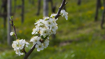 beautiful blossoms on a branch