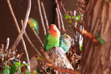 two lovebirds sitting side by side