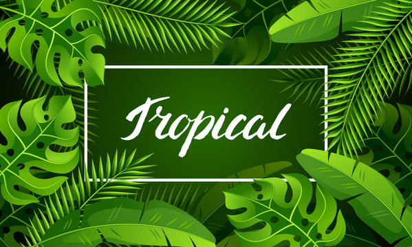 Banner with tropical palm leaves. Exotic tropical plants. Illustration of jungle nature