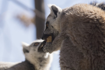 Lemur de cola anillada comiendo fruta