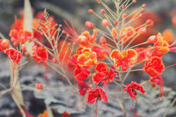 Beautiful tropical plant with bright red flowers and green leaves. Caesalpinia flower during blooming season