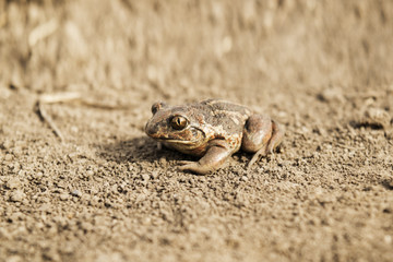 The western toad (Anaxyrus boreas, formerly Bufo boreas) is a large toad species, between 5.6 and 13 cm (2.2 and 5.1 in) long