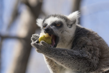 Lemur de cola anillada comiendo fruta
