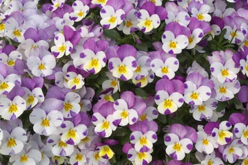 Photo sur Aluminium Pansies Belle pensée violette et blanche
