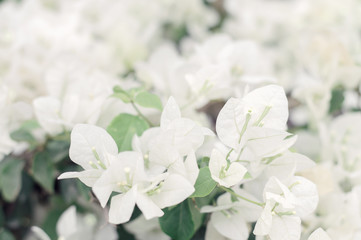 Fototapeta na wymiar White Bougainvillea flowers during blooming period. Beautiful white flowers
