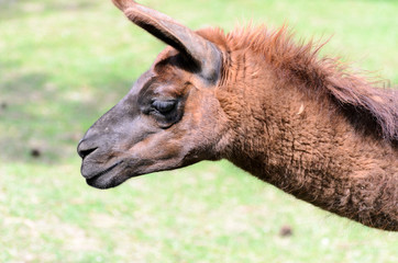 Lama glama grazes in the pasture on a spring sunny day. Lama guanicoe of camel family.