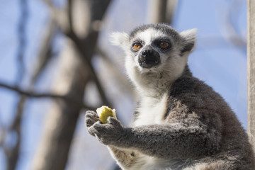 Lemur de cola anillada comiendo fruta