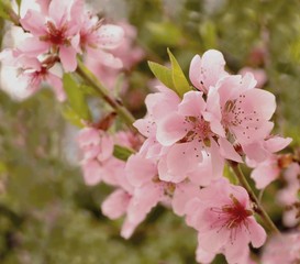 fleurs de pêcher sauvage