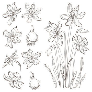 Daffodil flowers, isolated on white background. Hand-drawn illustrations.
