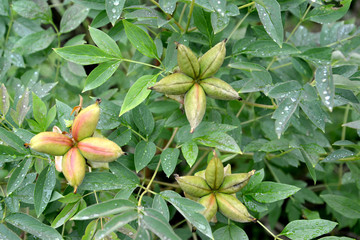 Shrubby (treelike) peony (Paeonia L.), leaves and unripe fruits