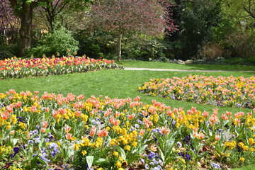 Tulipes en fleurs au printemps au jardin