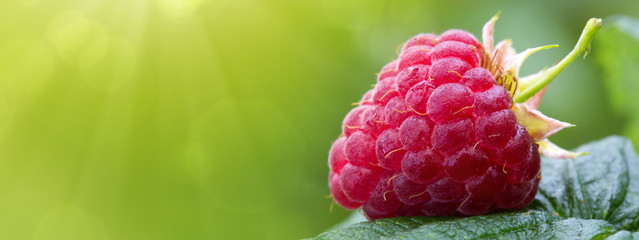 Close-up of the ripe raspberry in the fruit garden.
