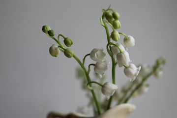 Fototapeta premium Mughetti