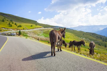 Papier Peint photo autocollant Âne Animal d& 39 âne dans la route de Transalpina, montagnes de Roumanie