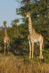 Giraffa, Kruger National Park