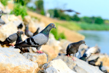 closeup  pigeon (dove) with soft-focus and over light in the background