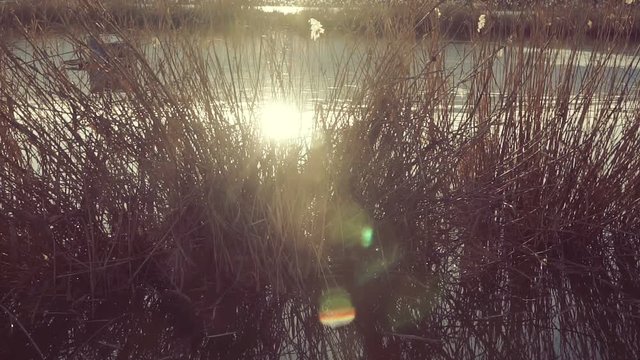 Lake landscape at sunset.