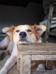 Big sad dog lying with her head on the old chair and looking on camera, home background (Thai dog -...