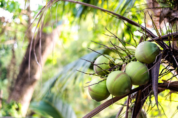 closeup coconut tree with soft-focus and over light in the background
