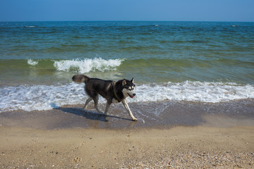 Happy husky dog happily running at sandy beach. 