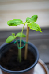junger Gurkenableger auf dem Balkon 