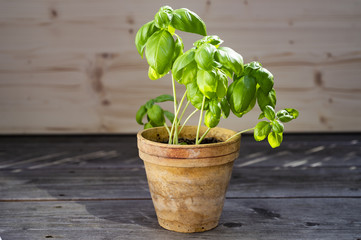 Basilikumpflanze auf alten Holzdielen