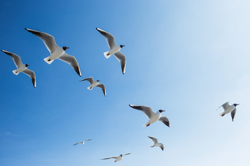 Many seagulls fly in sunny clear blue sky outside. Horizontal color photography.