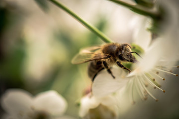 Bee