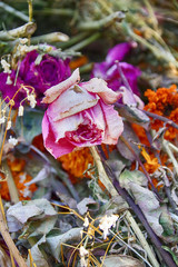 Dried Roses and Marigolds