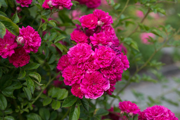 Fototapeta premium Flower of a rose blooms in the garden