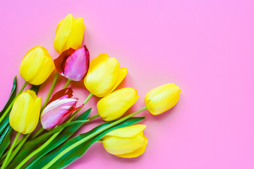 Yellow and purple tulips on a pink background. Spring time.Top view.Flat lay.