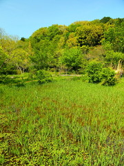 葦原と森風景