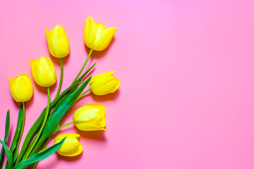 Yellow tulips on a pink background. Spring time.Top view.Flat lay.
