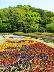 パンジー咲く公園