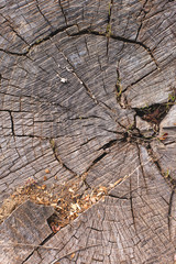 Stump texture on the cut, beautiful wood texture rustic	