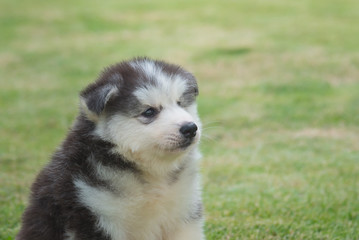 Cute siberian puppy