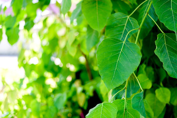 Fototapeta na wymiar closeup green bodhi leaves (bo leaves) ith soft-focus and over light in the background