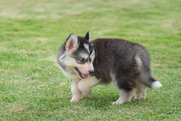 Fototapeta premium Cute siberian puppy