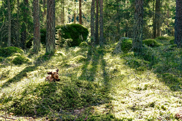 Naklejka na ściany i meble A stuffed moose in a green cozy forest. Nice backlight at sunset.