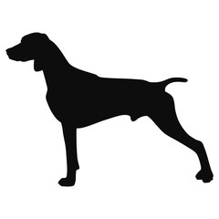 black and white drawing of a hunting dog. The silhouette of the pointer
