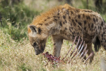 Hyena eating, Africa